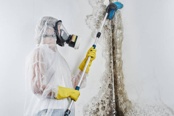 Best DIY Mold Remediation Support Services in Minnetonka, MN