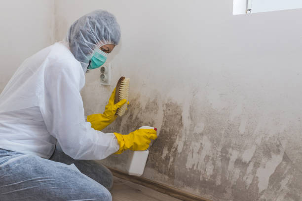Best Basement Mold Remediation in Minnetonka, MN