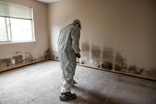 Best HVAC Mold Remediation in Minnetonka, MN