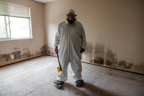 Best Commercial Mold Remediation in Minnetonka, MN